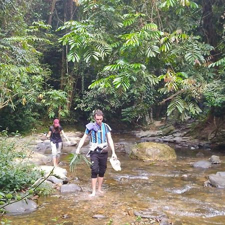 Pongo Guest House & Jungle Trekking Bukit Lawang Eksteriør bilde
