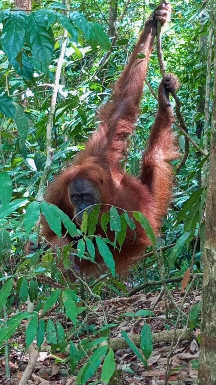 Pongo Guest House & Jungle Trekking Bukit Lawang Eksteriør bilde