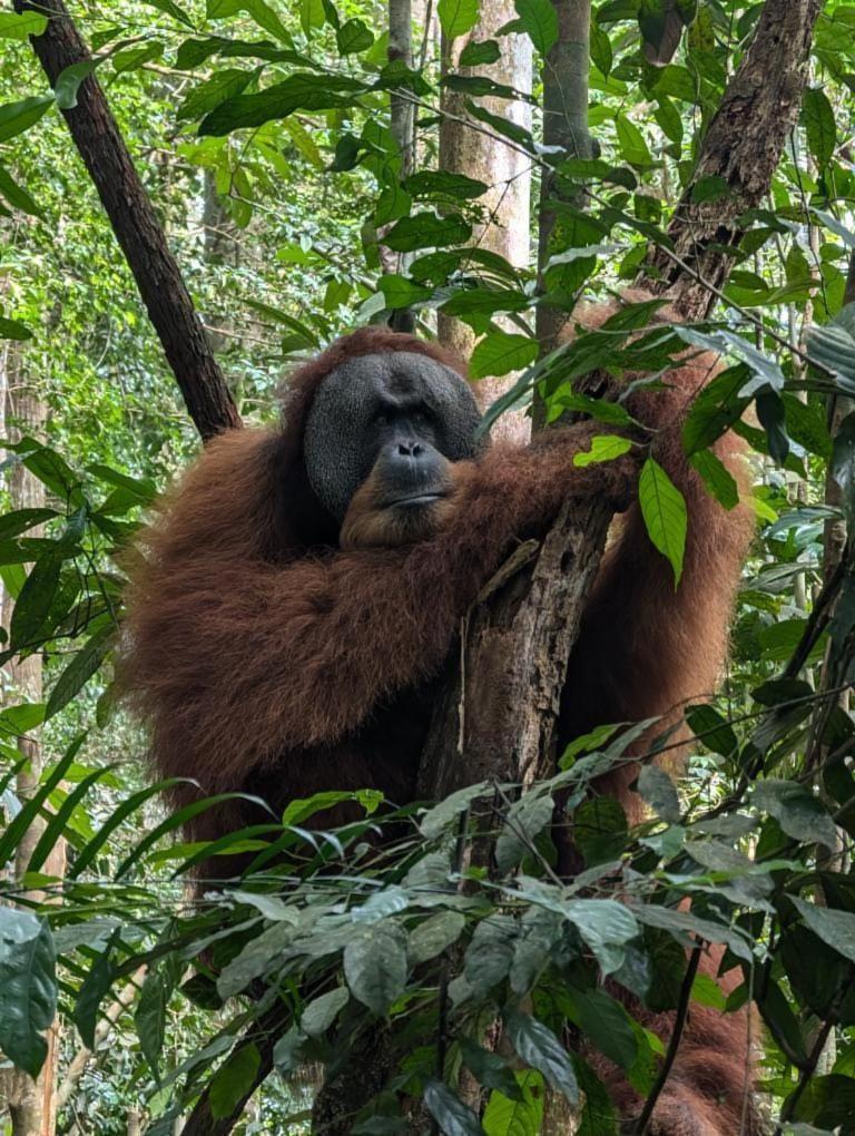 Pongo Guest House & Jungle Trekking Bukit Lawang Eksteriør bilde